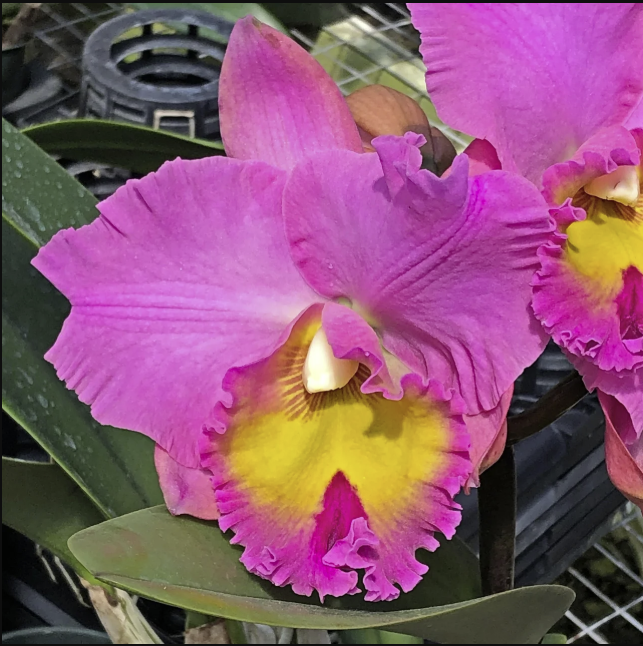 Rlc. Joyful Love 'Volcano Queen' | 5.5" pot