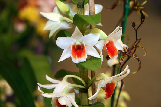 Den. Lori's Star | In Spike/flower