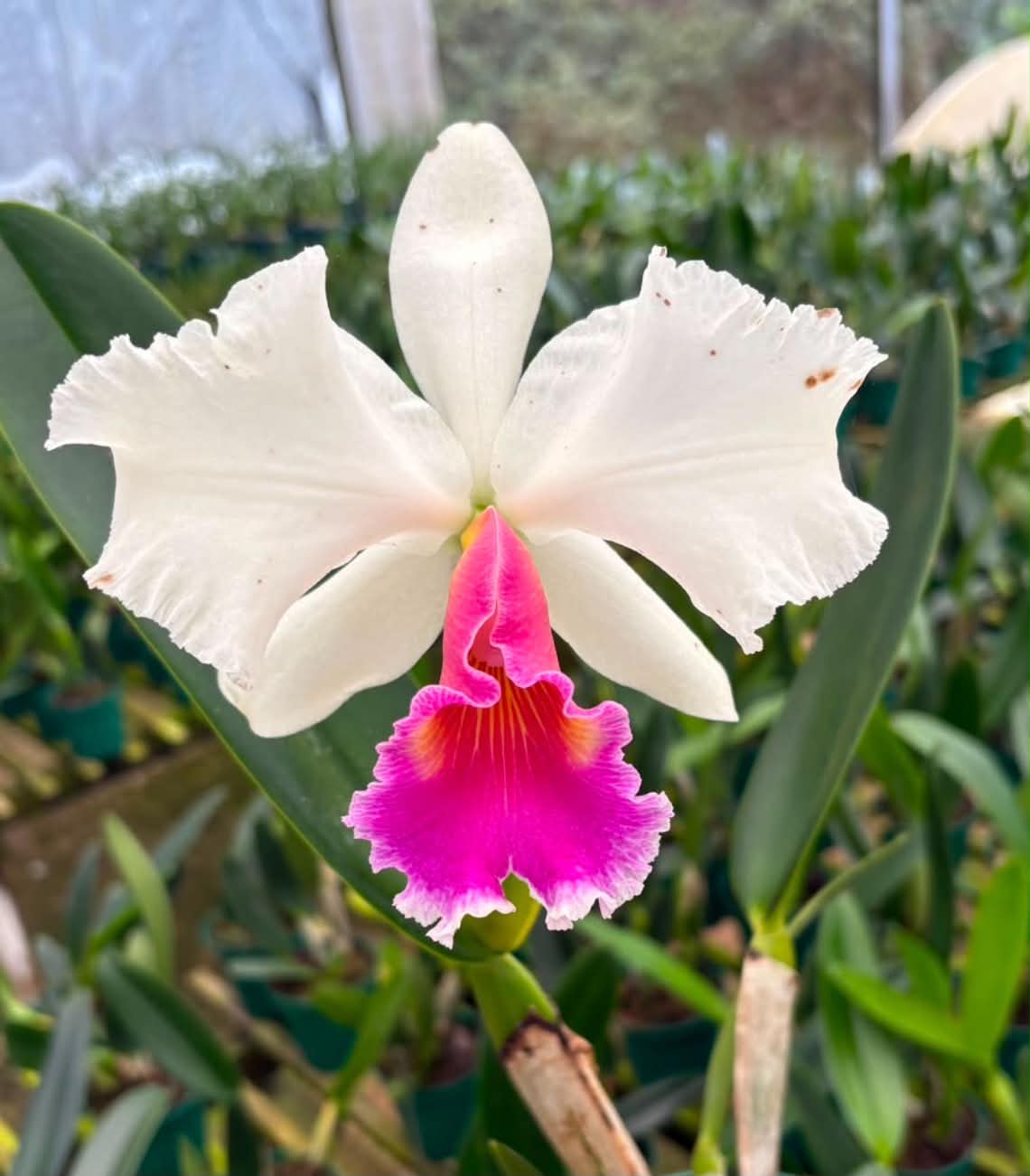 Blc Goldenzele Taida x C. labiata f. semi alba | Bareroot New Import