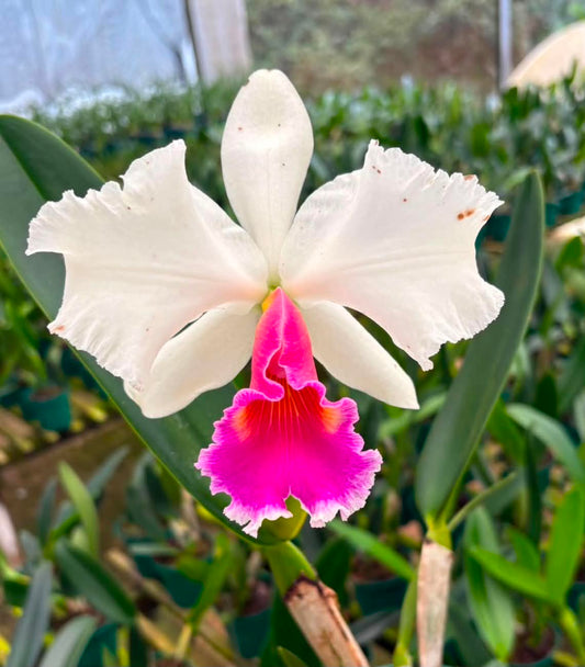 Blc Goldenzele Taida x C. labiata f. semi alba | 4" pot