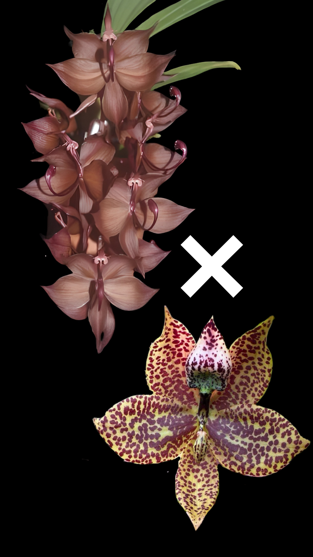 Cyc. cooperi 'Dark Star' x Cyc. Richard Brandon 'Heavy Spots' | BS not in bloom