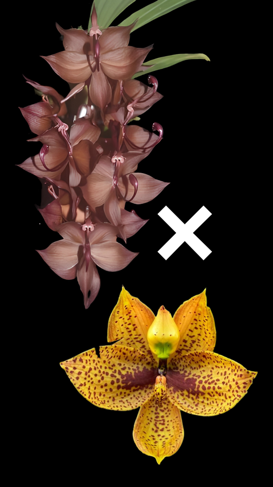Cyc. cooperi 'Dark Star' x Cyc. Richard Brandon 'Sun Spots' | BS not in bloom