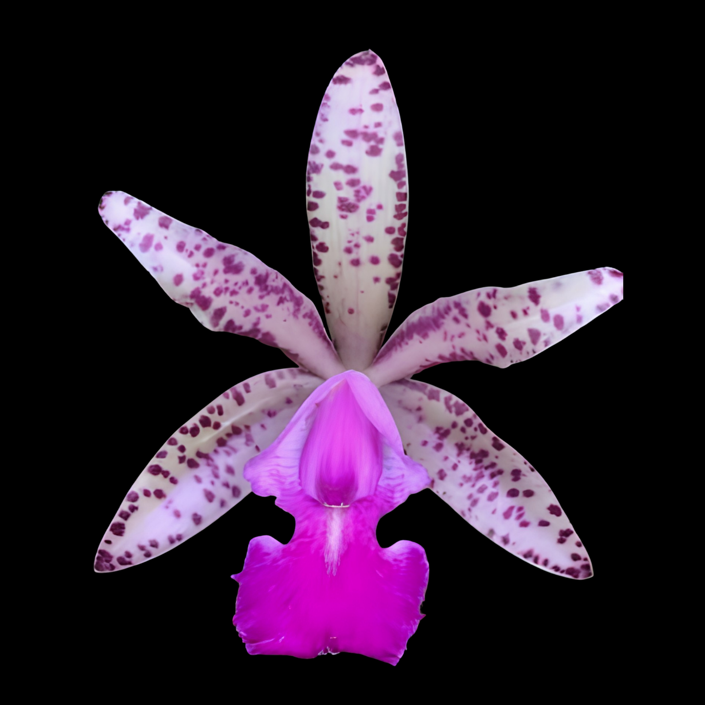 C. Calummata | BS not in bloom | Fresh Import