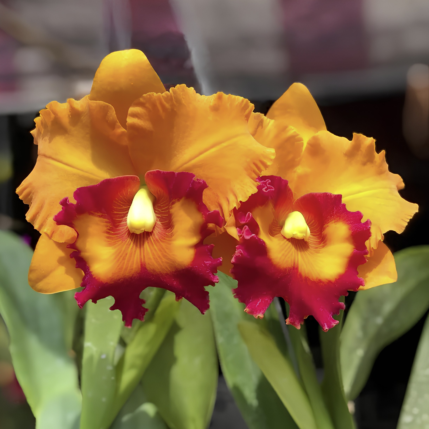 Ric. Nakornchasri Delight | BS not in bloom | 4" pots