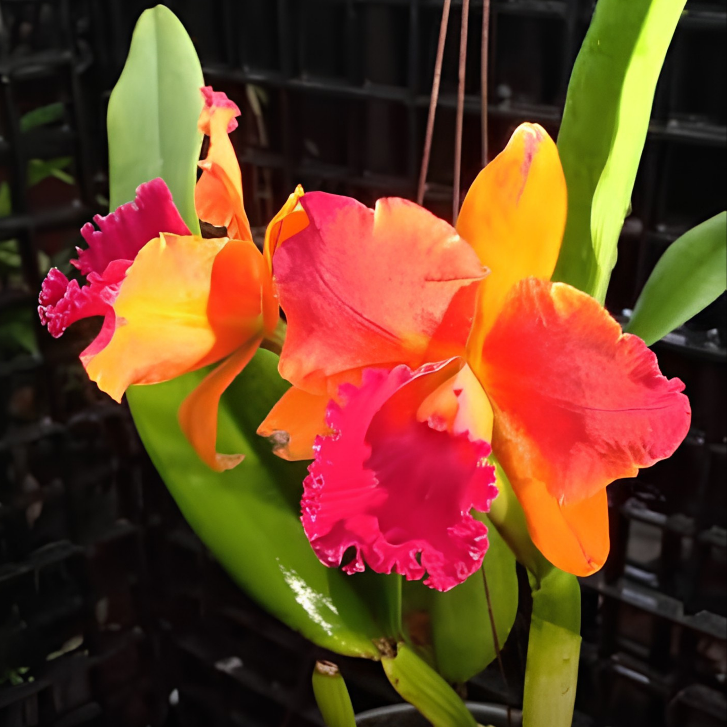 Rlc. Sunshine of Hope 'Yod Saed' | BS not in bloom | Fresh Import
