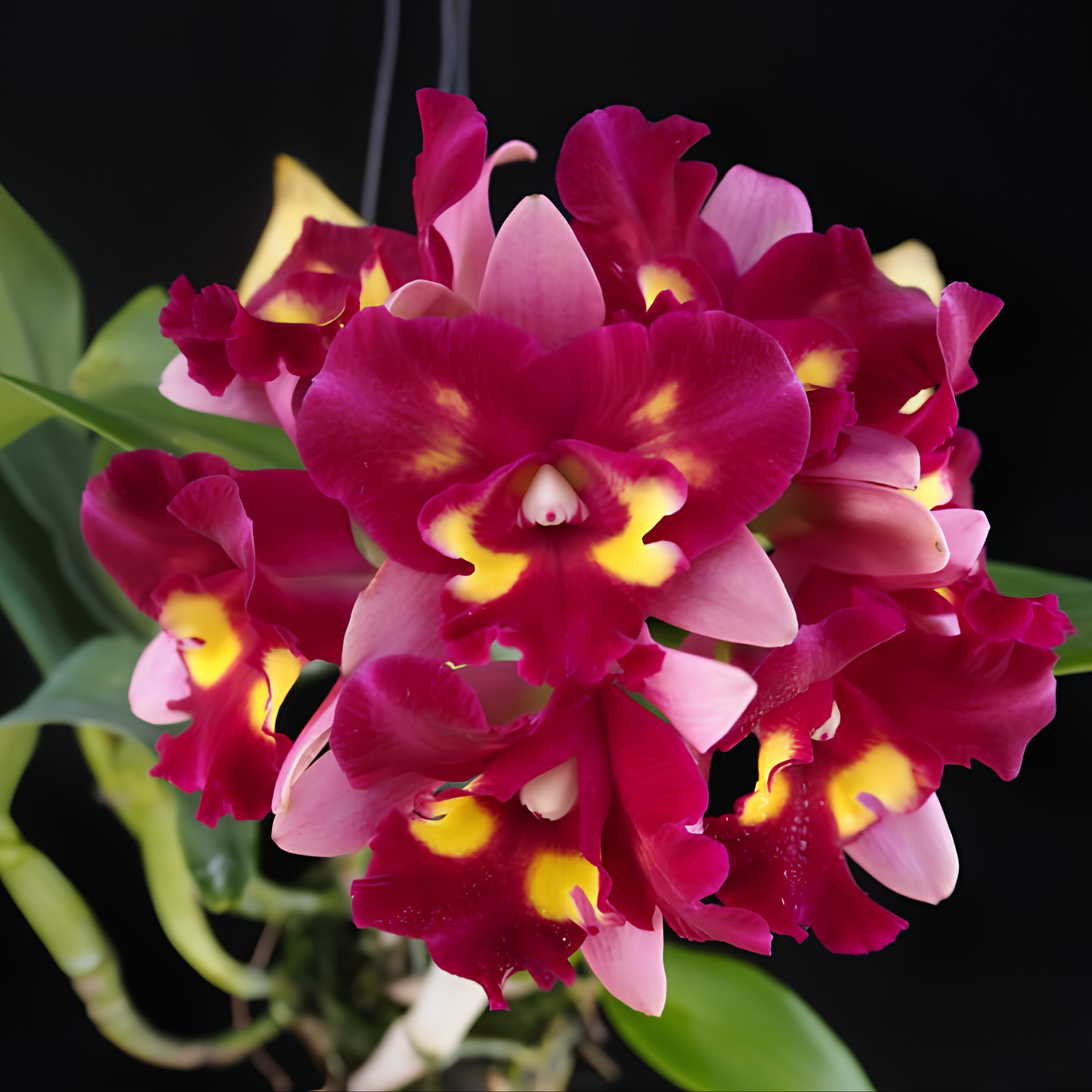 Rth. Chomyong Beauty  # 1 | BS not in Blooom | Fresh Import