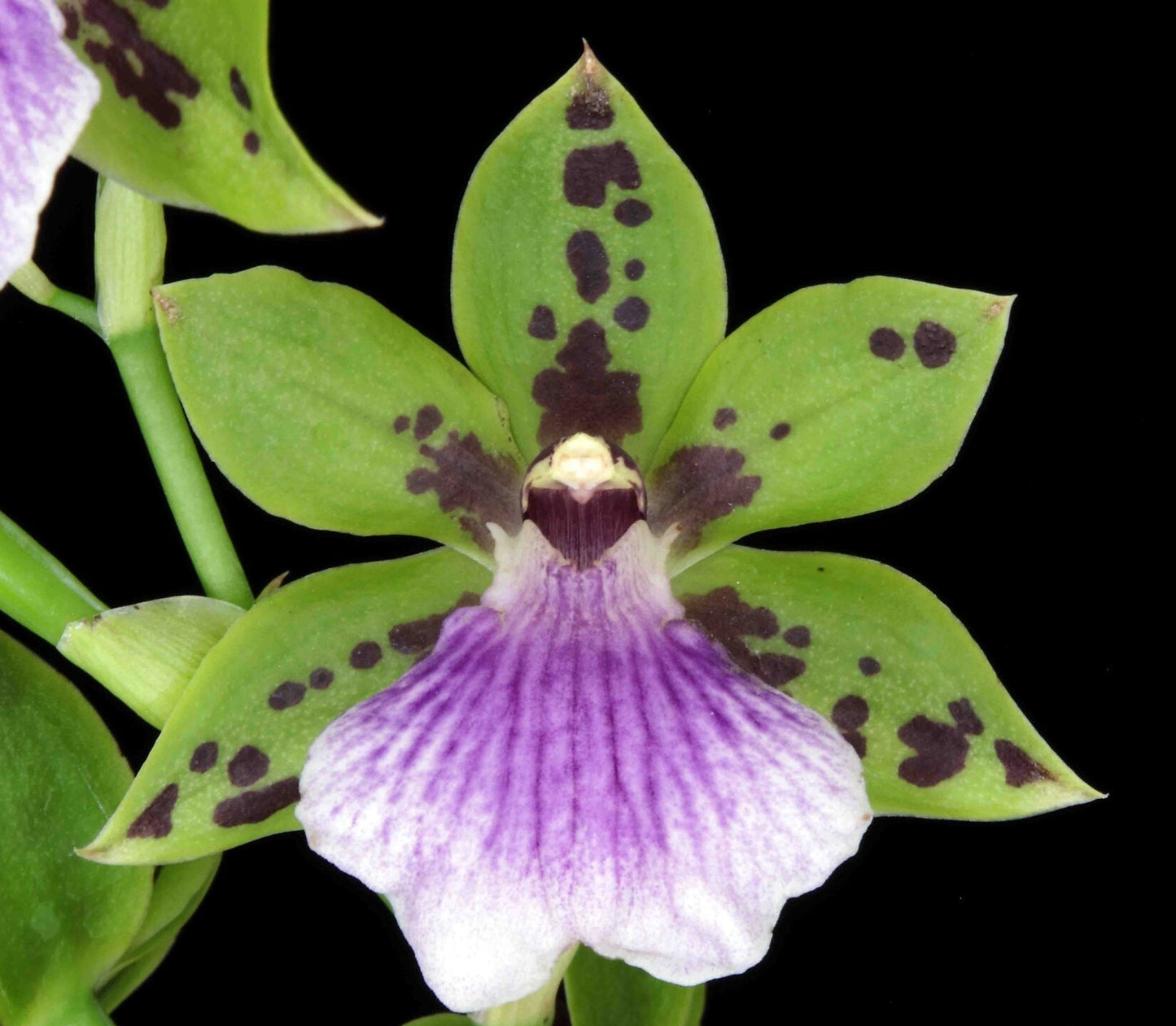 Zygoneria Adelaide Meadows | 3" pot | BS not in bloom