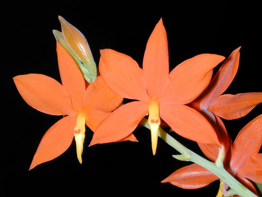 Encyclia vitellina | Blooming size cool growing minature orchid