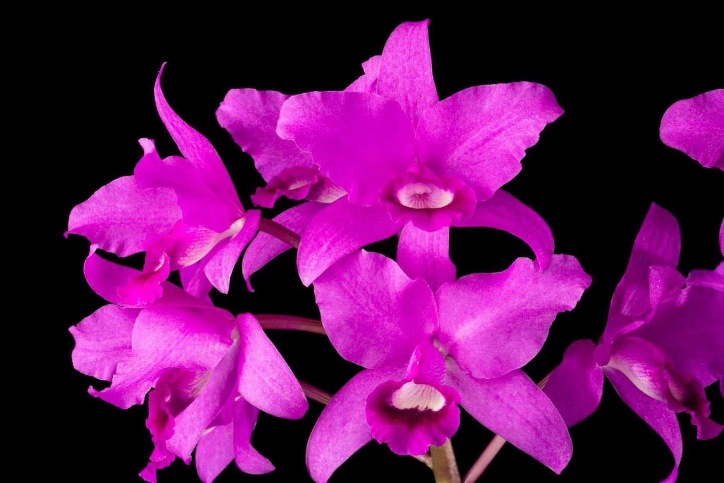 Guarianthe bowringiana 4n | Live fragrant Orchid species