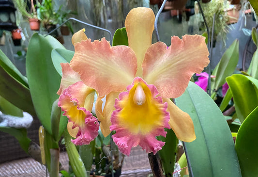 Rlc. Curtis Oda 'Volcano Queen' | NBS | 3" pots