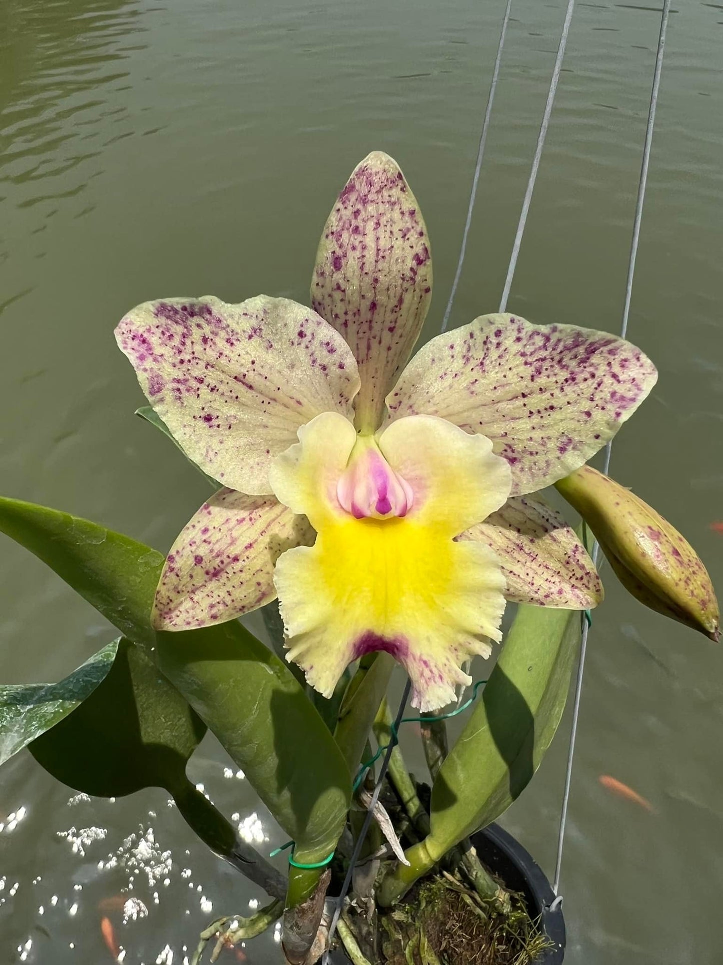 Rlc. Cecilia Chavarria | NBS