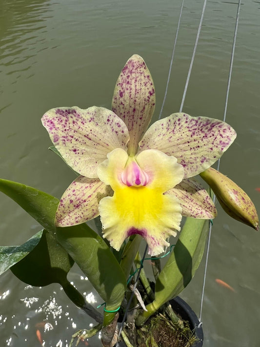 Rlc. Cecilia Chavarria | NBS