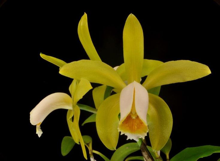 C. forbesii aurea x Rct. Jim Wallace | NBS