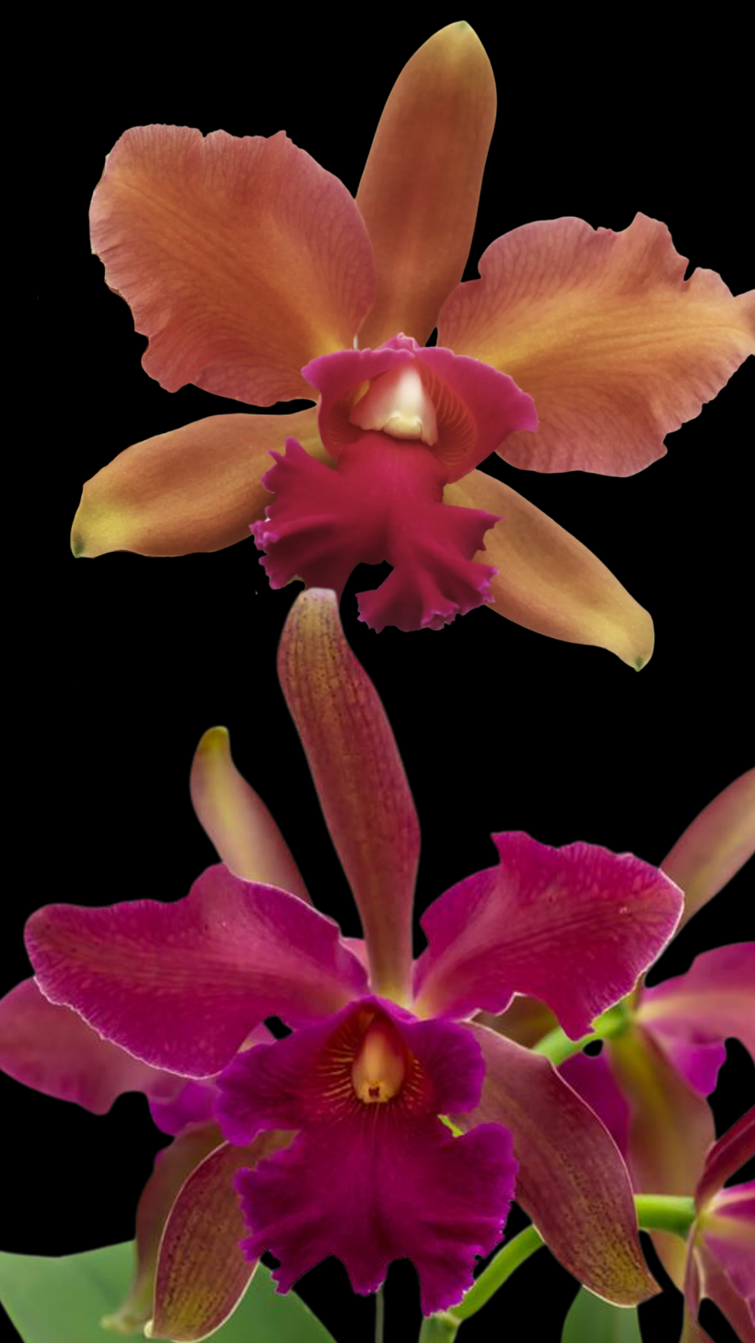 Cattleya Chamberlainiana | 6" pot | BS not in bloom