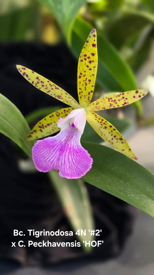 Bc. Tigrinodosa 4N '#2' x C. Peckhaviensis 'HOF' | BS not in Bloom
