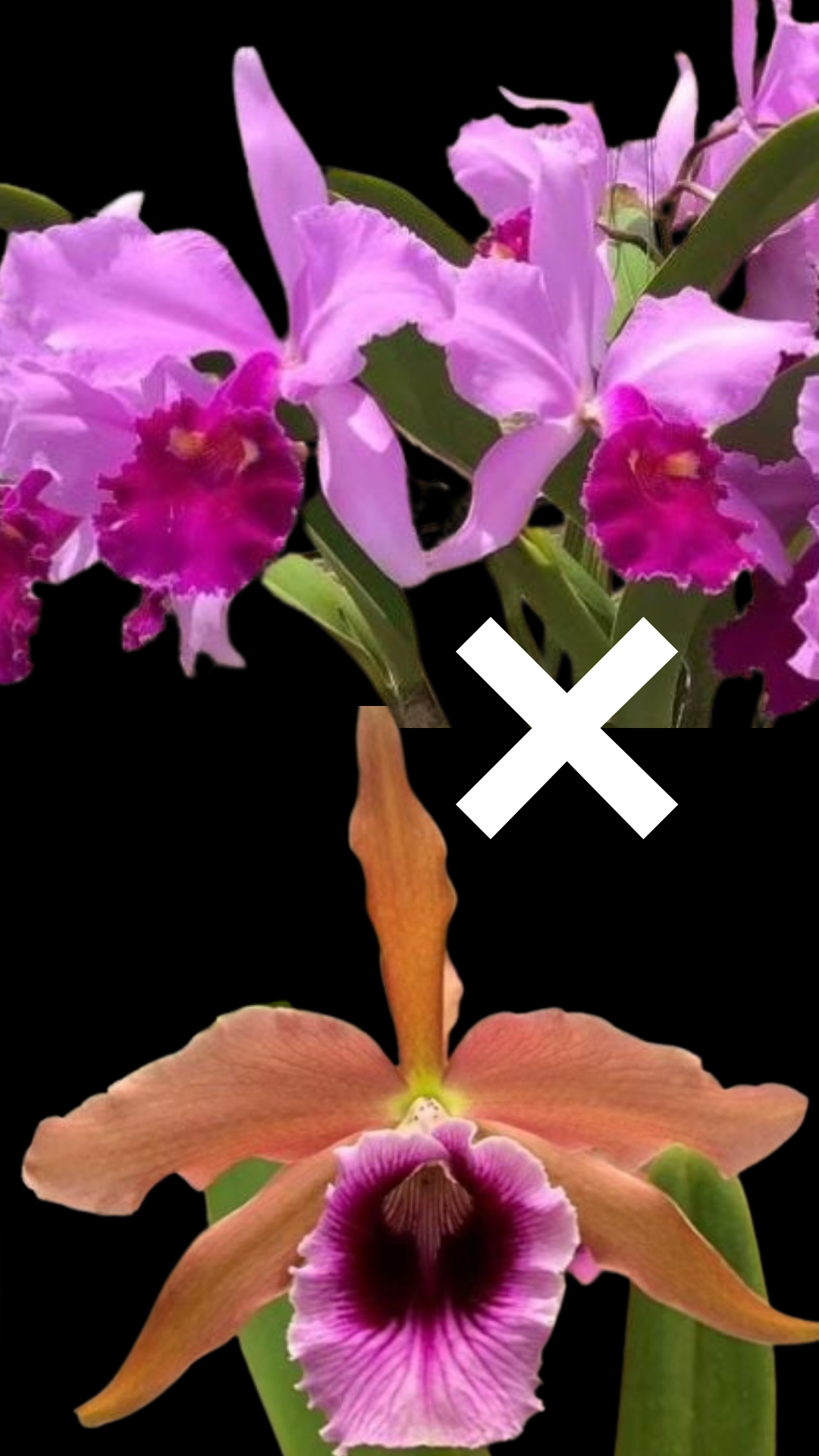 Cattleya Bletchleyensis | Bareroot New Import