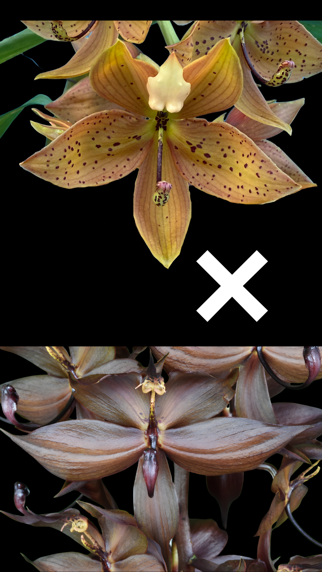 Cyc. The Grinch 'Copper' x Cyc. cooperi 'Super Dark' AM/AOS | BS not in bloom