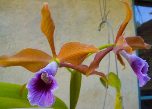 C. tenebrosa 'Rain Forest' FCC/AOS x E. mariae