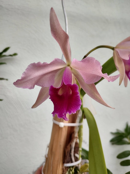 Cattleya Bletchleyensis | 5" pot | BS not in blooom