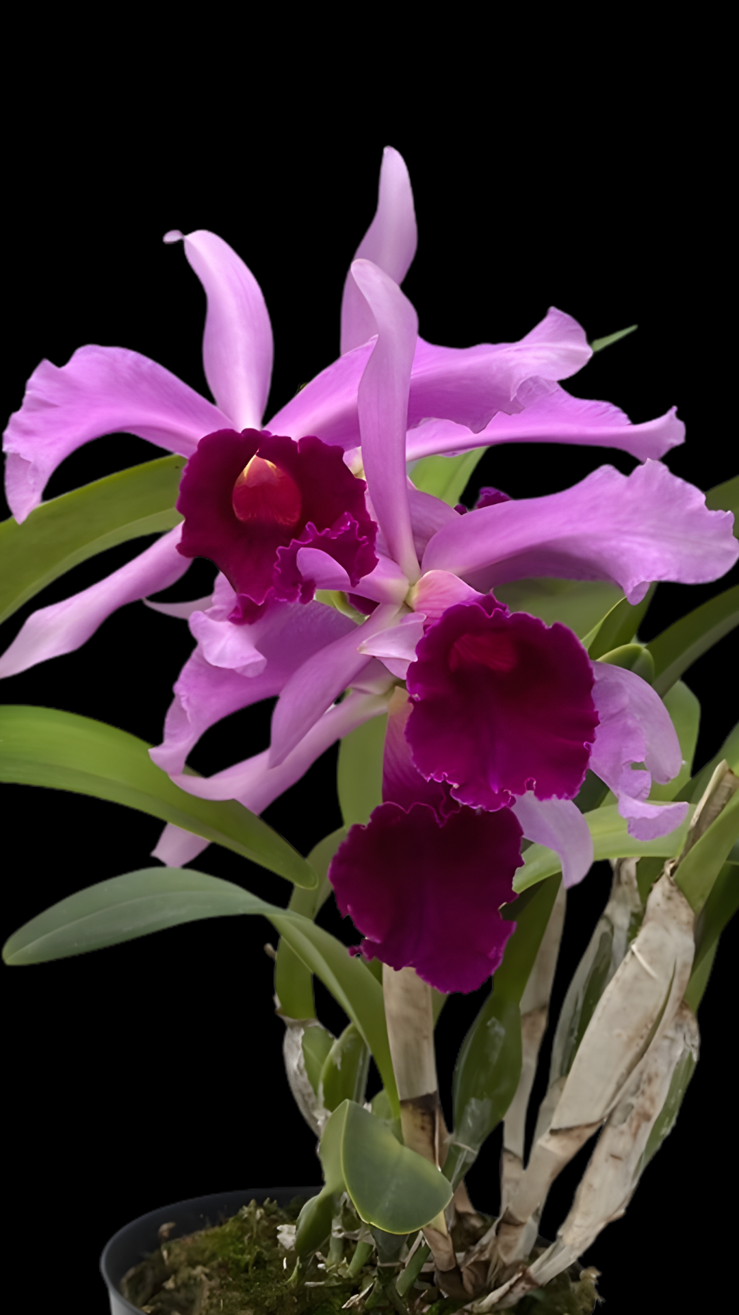 Cattleya Bletchleyensis | Bareroot New Import