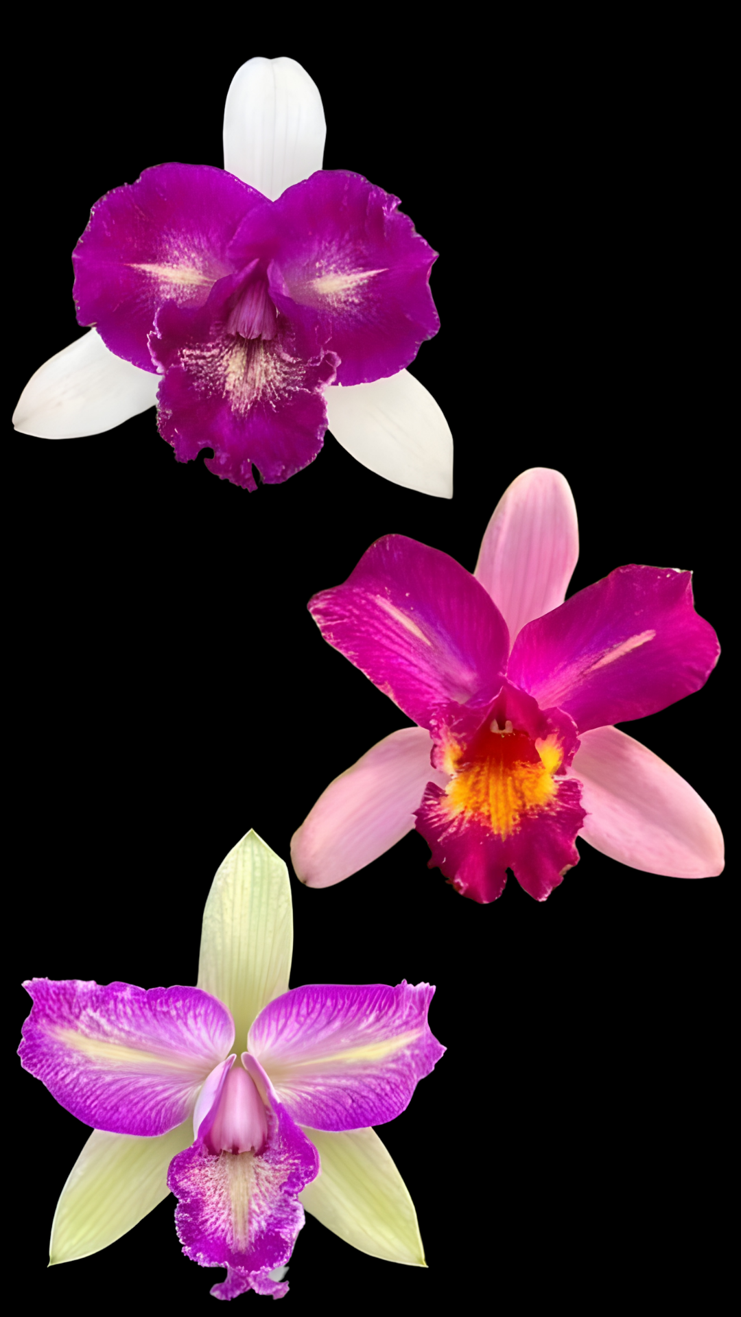 C. venosa (Harrisoniana trilabelo x forbesii) | Bareroot new import