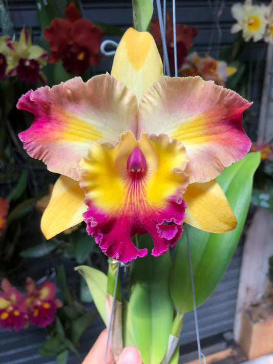 Rlc. Amazing Bangkok | BS 5" pot