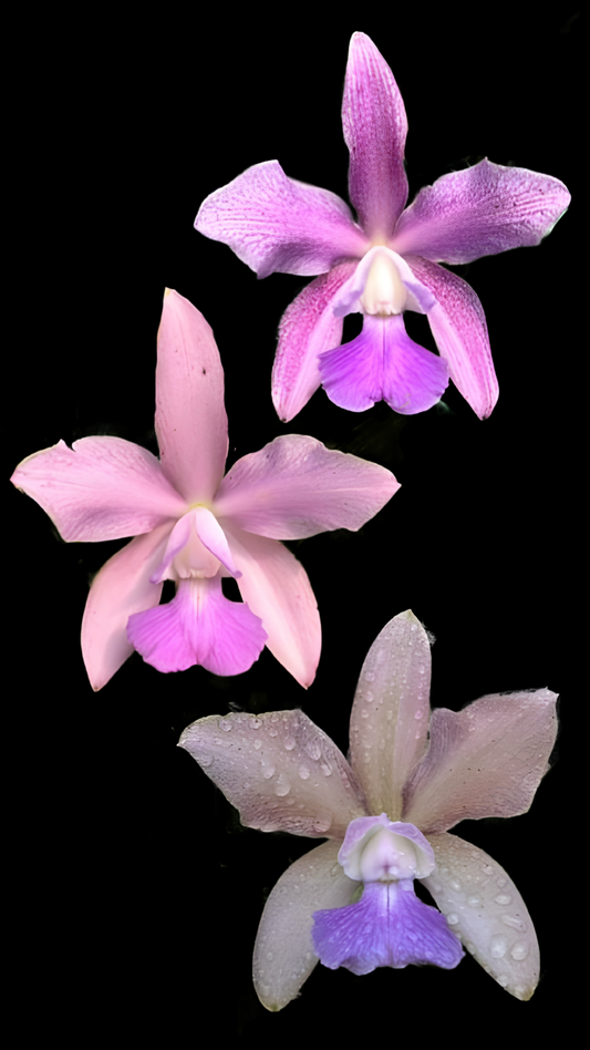 C. Sororia var. coerulea | Bareroot new import