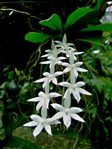 Aerangis biloba | Live Blooming size orchid plant
