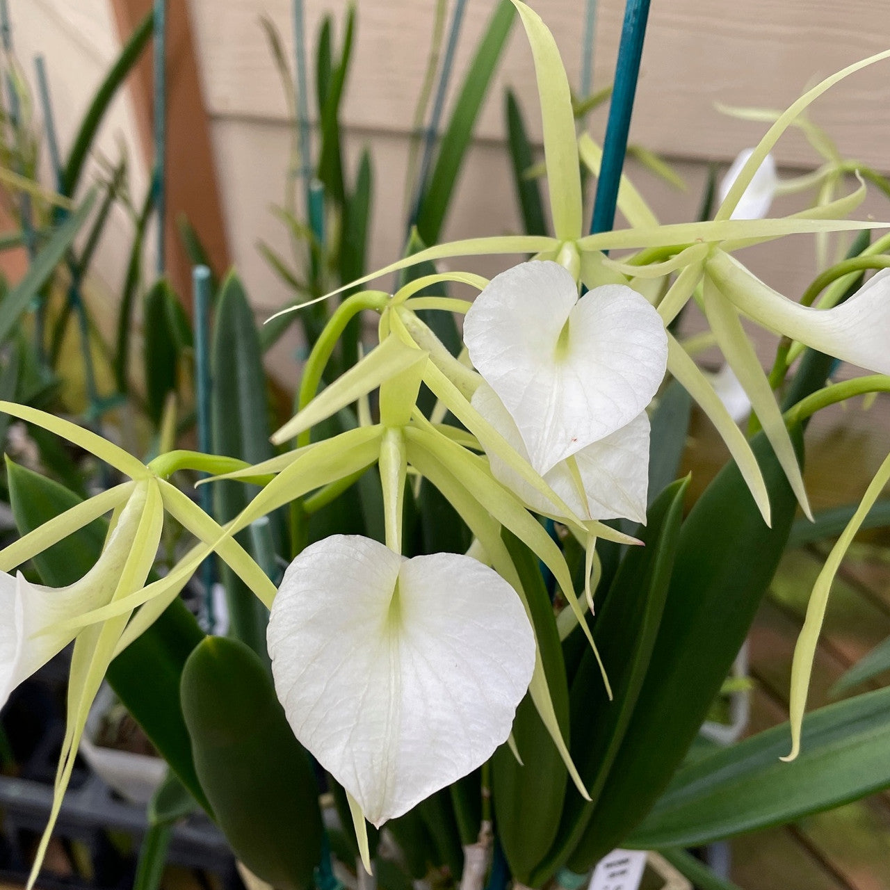 Brassavola nodosa | In bud/bloom | 4" pot