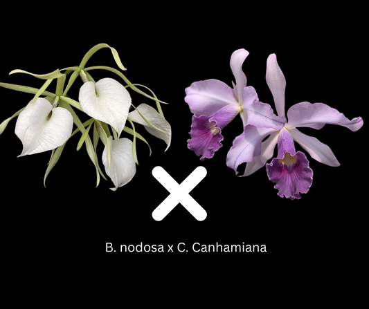 B. nodosa x C. Canhamiana | BS not in bloom