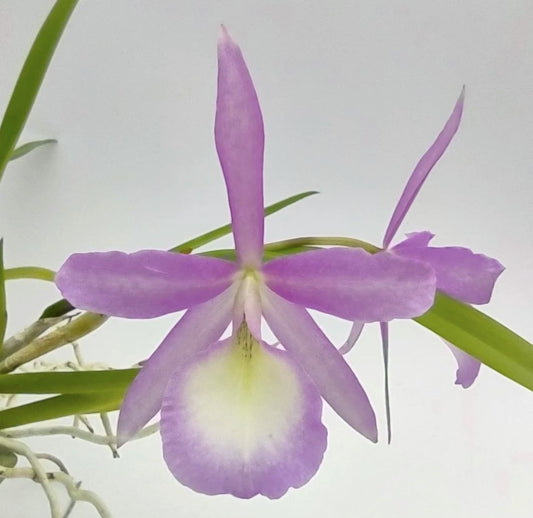 Bc. Elizabeth 4N | 2.5" pot | Live Blooming Size Fragrant Orchid