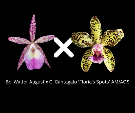 Bc. Walter August 'Twinkle' x C. Cantagalo 'Fuerta;s Spots' | BS not in bloom