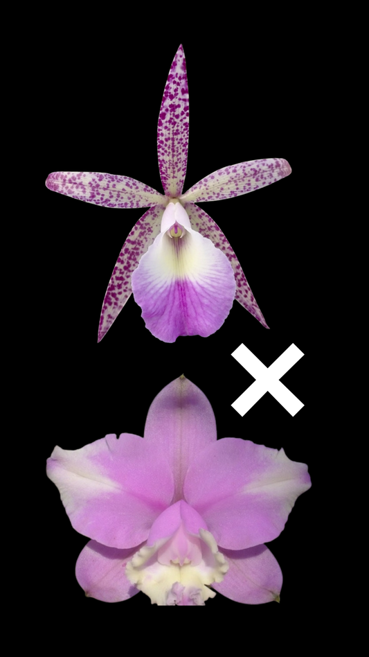 Bc. Walter August 'Pink Freckles' x C. loddigesii aquinii 'Alvaro Perelia' | BS not in bloom