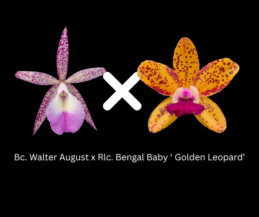 Bc. Walter August 'Pink Freckles' x Rlc. Bengal Baby ' Golden Leopard | BS not in bloom