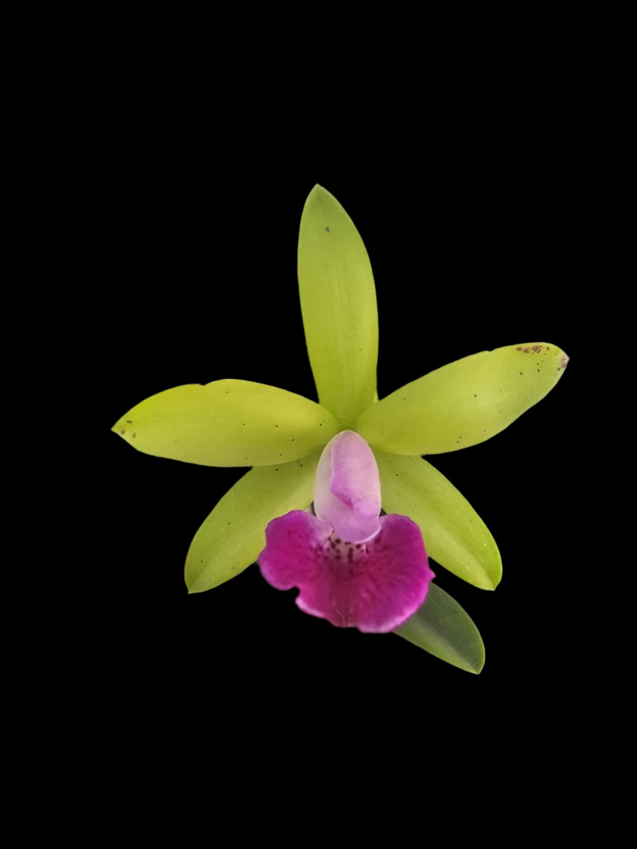 Bc. Gulfshore's Beauty 'Green Gem' x Rlc. Stippled Sunset