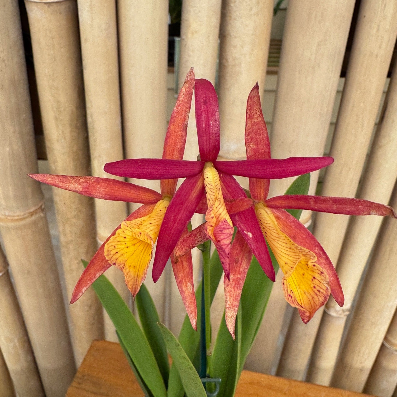 Bc. Richard Mueller | BS not in bloom