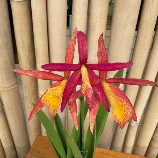 Bc. Richard Mueller | BS not in bloom