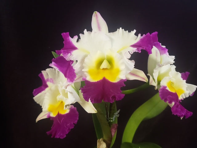 Blc. David Matsuura 'Paradise'| Live Blooming size Orchid Not in bloom