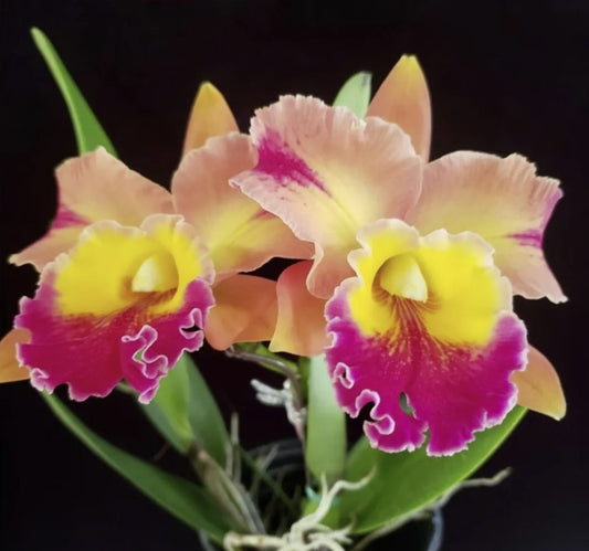 Blc. (Toshie Smith x Florence Feary) Hawaiian Flare | Blooming size not in bloom | 3.5" pot