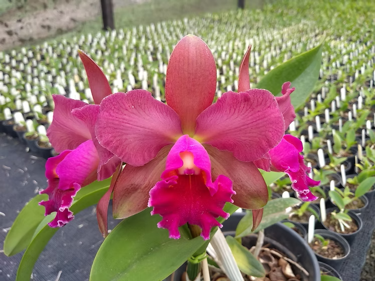 Blc. Durigan 4N var. Flamea x Blc. Nobile s Tropical Sunset | Bareroot New Import