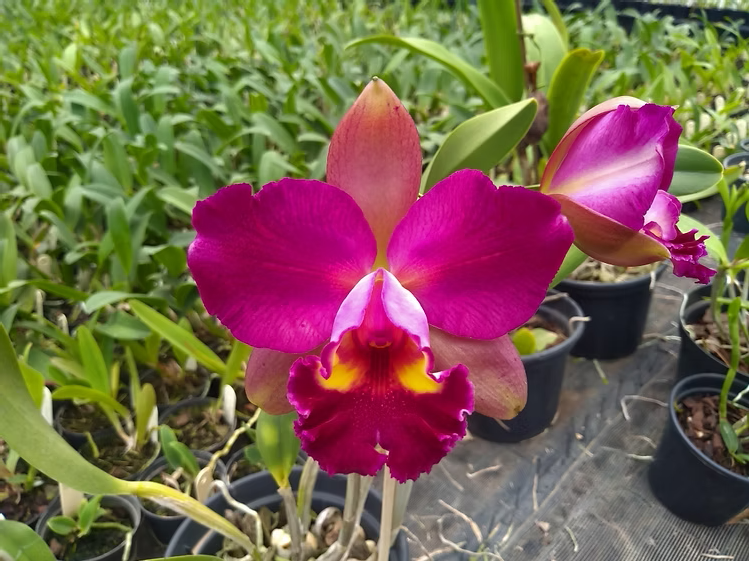 Blc. Durigan 4N var. Flamea x Blc. Nobile s Tropical Sunset | Bareroot New Import