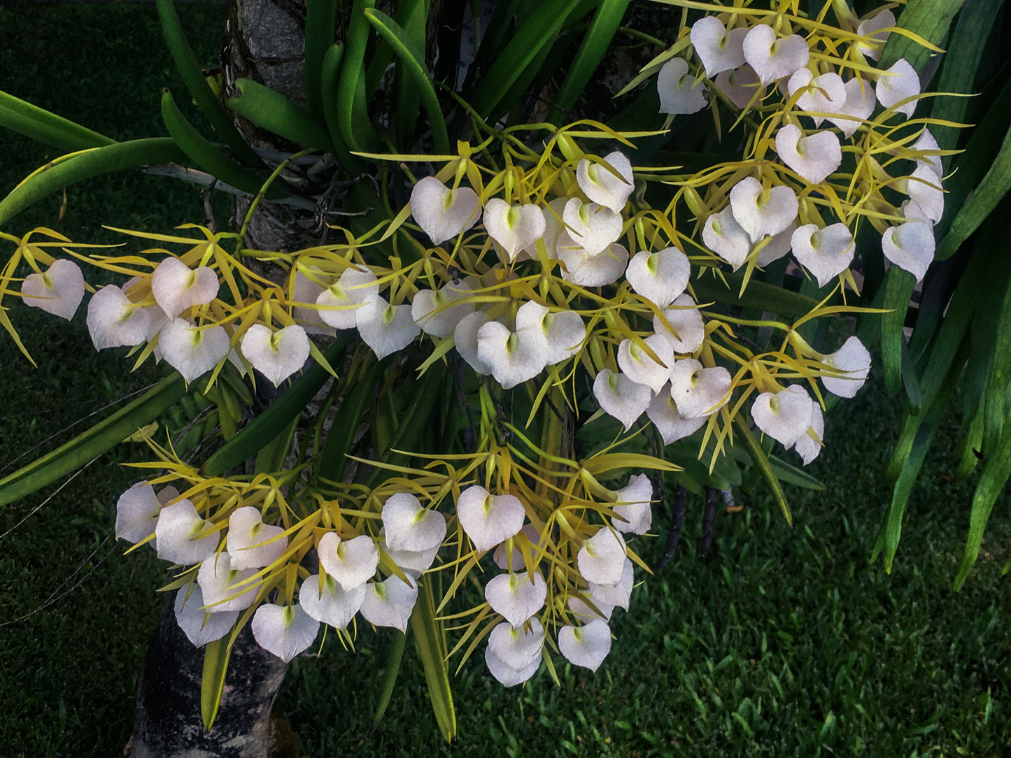 Brassavola nodosa | In bud/bloom | 4" pot