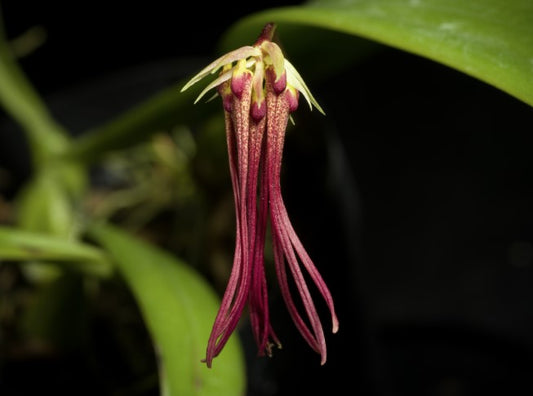 Bulbophyllum habrotinum | Bloooming size minature orchid