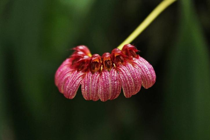 Bulbophyllum pulchellum var atropurpureum | Blooming size not in bloom