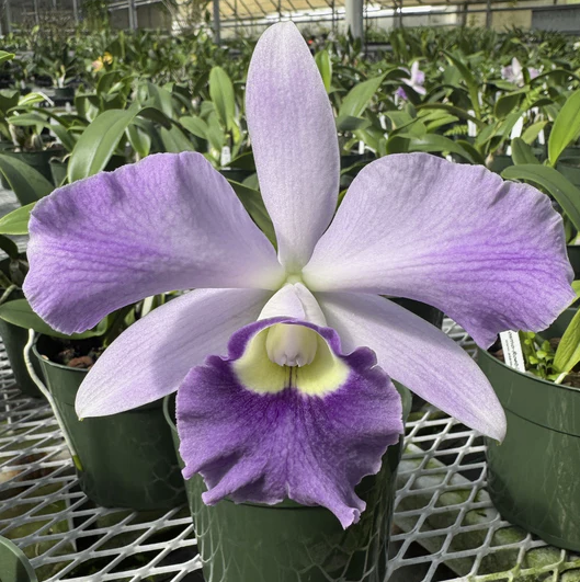 C. Cosmo- Roebling 'Volcano Queen' | BS not in Bloom | 5.5" pot