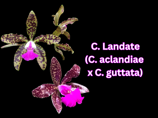 C. Landate (C. aclandiae x C. guttata) | BS not in bloom