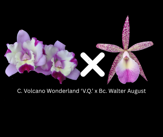 C. Volcano Wonderland 'V.Q' x BC. Walter August 'Pink Flare' | BS not in bloom