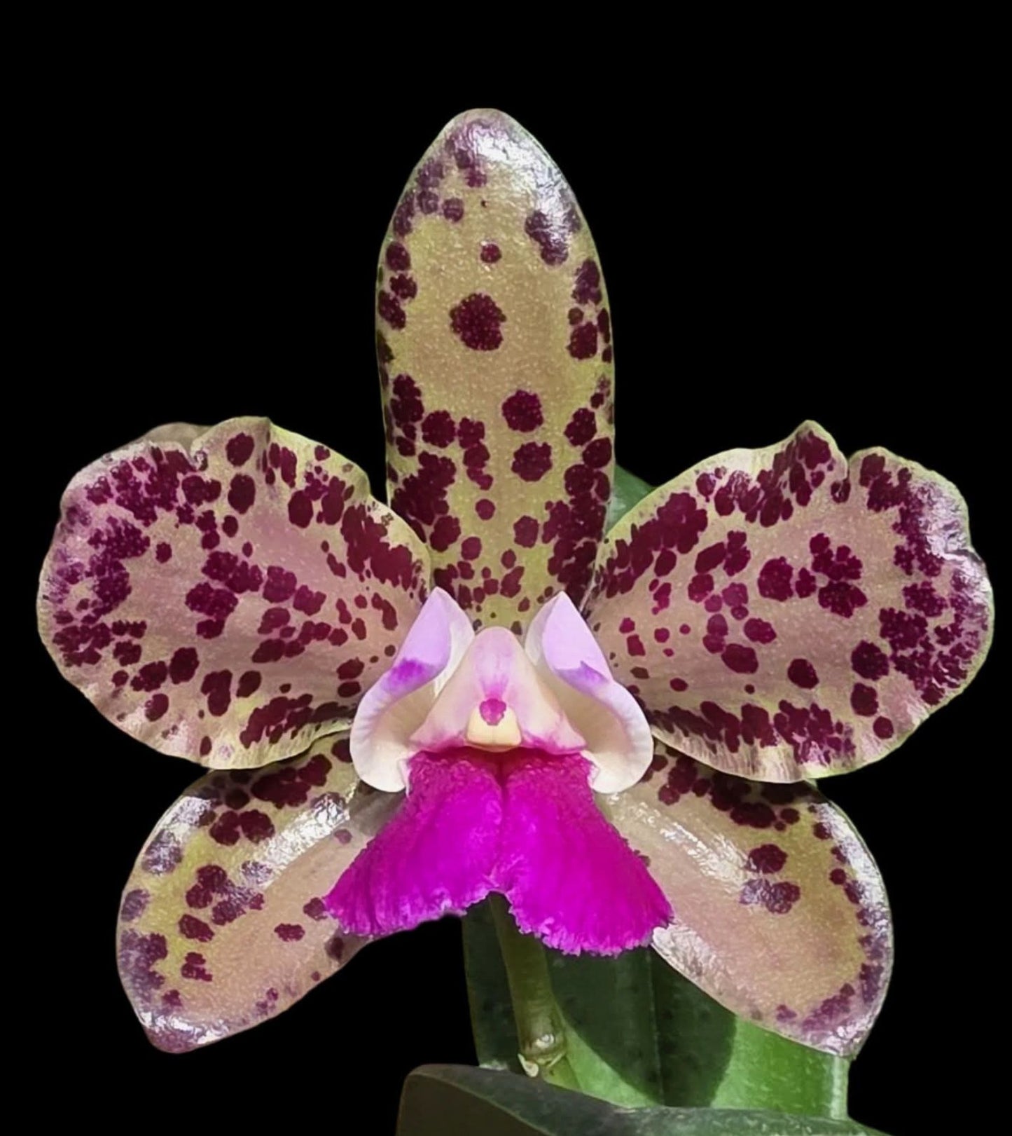 C. tigrina flamea 4N x Blc. Durigan Pintada 4N | Bareroot New Import
