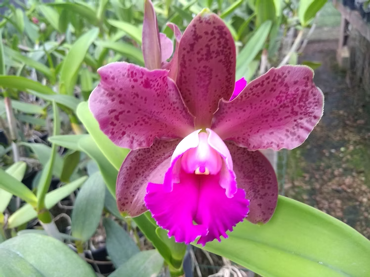 C. tigrina flamea 4N x Blc. Durigan Pintada 4N | Bareroot New Import