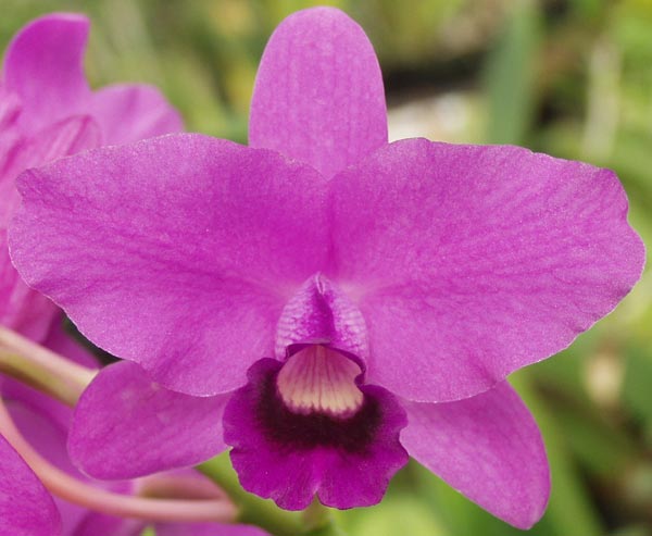 Guarianthe bowringiana 4n | Live fragrant Orchid species